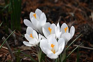 2025-04046244 Tower Hill Botanic Garden, MA